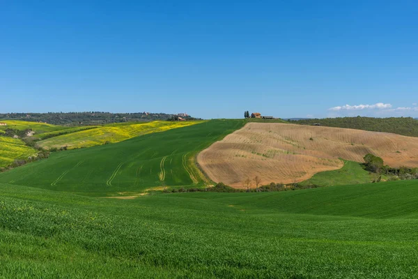 美しい田園風景 ヒノキの木 緑の野原とピエンツァ近くトスカーナの青い空 トスカーナ州 イタリアの春 — ストック写真