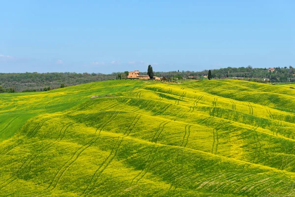 美しい田園風景 ヒノキの木 緑の野原 カラフルな春の花とピエンツァ近くトスカーナの青い空 トスカーナ州 イタリアの春 — ストック写真