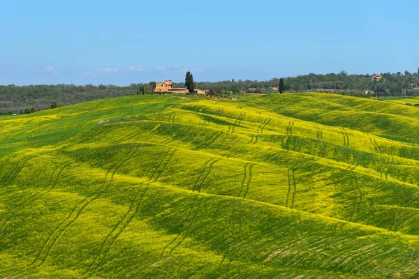 Schöne Ländliche Landschaft Zypressen Grüne Wiese Bunte Frühlingsblumen Und Blauer — Stockfoto