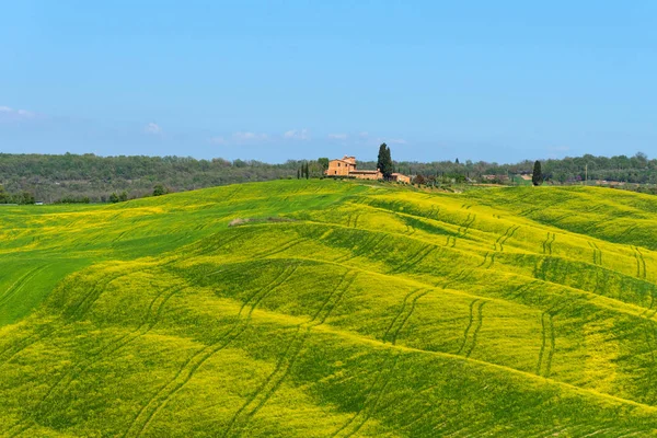 美しい田園風景 ヒノキの木 緑の野原 カラフルな春の花とピエンツァ近くトスカーナの青い空 トスカーナ州 イタリアの春 — ストック写真