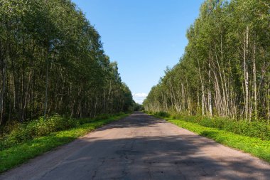 Güneşli yaz günde ağaçlarıyla çevrili boş asfalt köy yolunda kırık. Yol yeşil orman delikleriyle. Yolun bir delik.