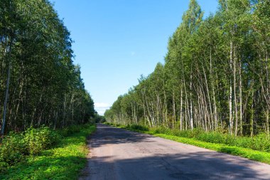 Güneşli yaz günde ağaçlarıyla çevrili boş asfalt köy yolunda kırık. Yol yeşil orman delikleriyle. Yolun bir delik.
