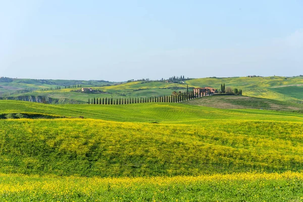 Hermoso paisaje rural de tierras de cultivo, cipreses y coloridas flores de primavera en Toscana, Italia. Casa rural típica . — Foto de Stock