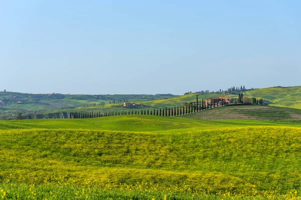 Beautiful farmland rural landscape, cypress trees and colorful spring flowers in Tuscany, Italy. Typical rural house. — Stock Photo, Image