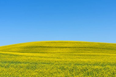 Güzel köy ve Çiftlik Turizmi kırsal manzara, renkli bahar çiçekleri Toskana, İtalya.