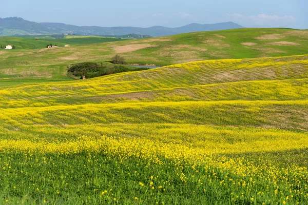 Schöne landwirtschaftliche Landschaft, bunte Frühlingsblumen in der Toskana, Italien. — Stockfoto