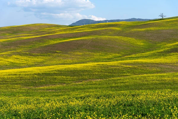 Schöne landwirtschaftliche Landschaft, bunte Frühlingsblumen in der Toskana, Italien. — Stockfoto