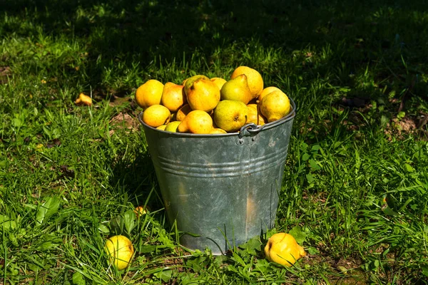 Ripe yellow pears in bucket in the garden.