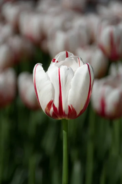 Lonely white-red tulip on the background of a field of tulips — Stock Photo, Image