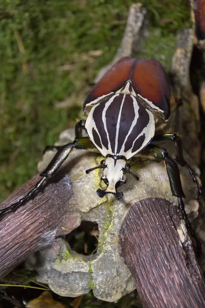 Goliathus géant Goliathus giganteus sur le chevalet — Photo