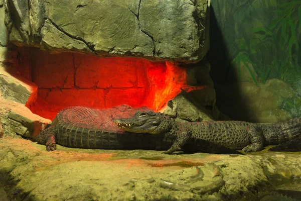 Due coccodrilli si crogiolano in una grotta ardente. I coccodrilli sono riscaldati sotto una lampada a infrarossi. Zoo di Mosca — Foto Stock