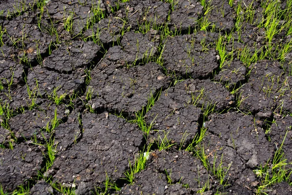 Gräset Växer Genom Sprickor Marken Våren — Stockfoto