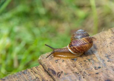 yeşil bitkiler arka plan üzerinde kenarında eski sürünerek salyangoz Komiteleri