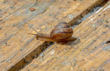 Salyangoz eski tahtaları çatlak haçlar