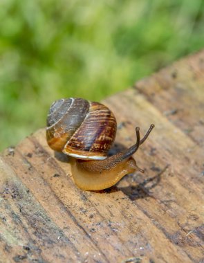 yeşil bitkiler arka plan üzerinde kenarında eski sürünerek salyangoz Komiteleri