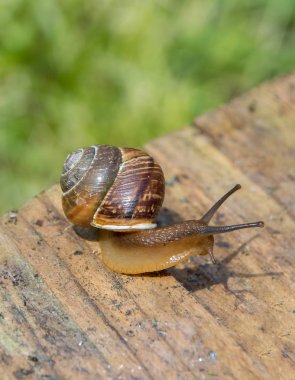 yeşil bitkiler arka plan üzerinde kenarında eski sürünerek salyangoz Komiteleri