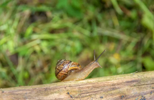 Snail crawling on old boards on the background of green plants. Copy space — Stock Photo, Image