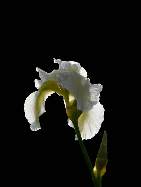 white iris flower on black background