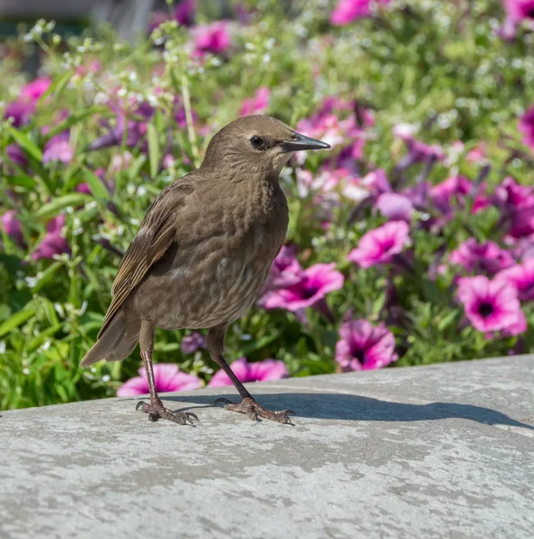 Kvinnliga gemensamma starar Sturnus vulgaris promenader i trädgården, rosa blommor bakgrund. Selektivt fokus — Stockfoto