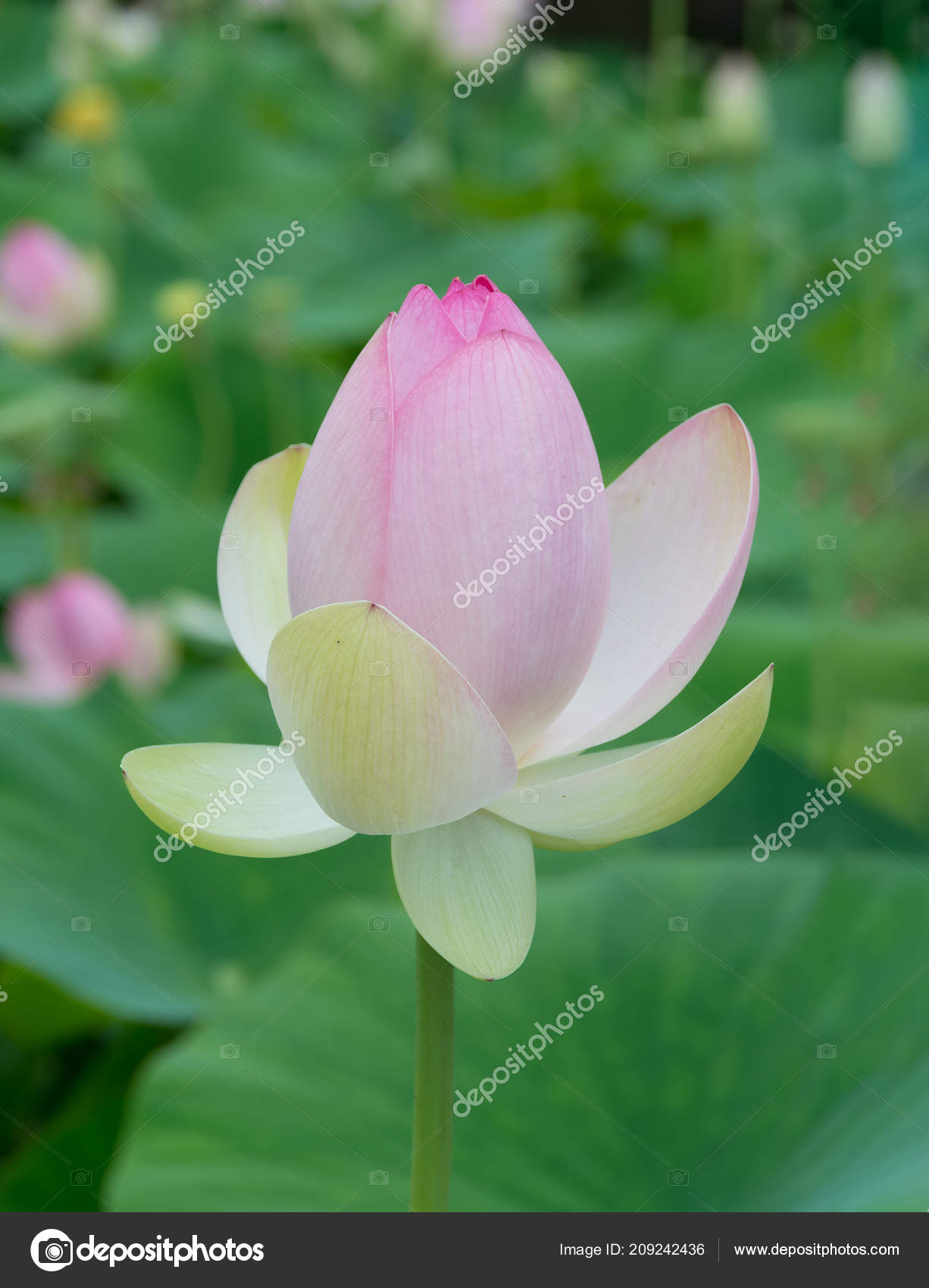 ピンクの蓮の花のつぼみ ストック写真 C Andrewdonnikov ピンクの蓮の花のつぼみ ストック写真 C Andrewdonnikov