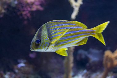 Tropikal balık Atlantik Porkfish ya da Paragrate er Anisotremus virginicus