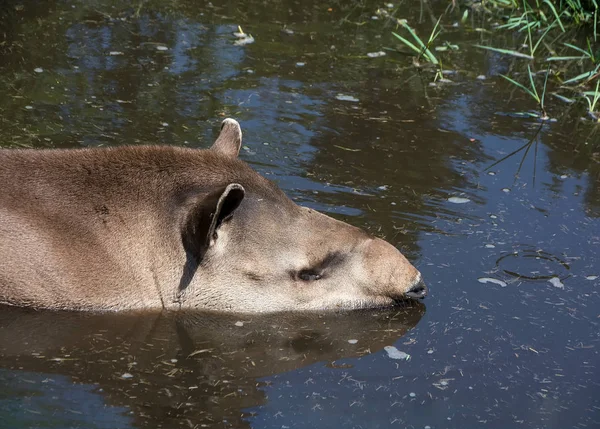 Южноамериканский тапир Tapirus terrestris, также известный как бразильский тапир плавает в голубой воде — стоковое фото