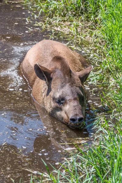 Güney Amerika tapiri Tapirus terrestris, olarak da bilinen Brezilya tapiri çamur