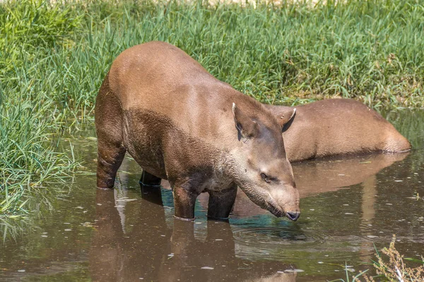 Южноамериканский тапир Tapirus terrestris, также известный как бразильский тапир, пьет воду — стоковое фото