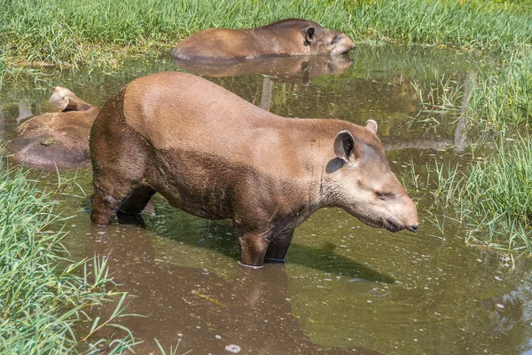 Zuid-Amerikaanse tapir Tapirus terrestris, ook bekend als de Braziliaanse tapir aan de kust — Stockfoto