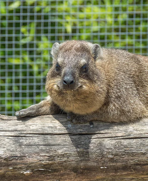 Dağ tavşan - Daman - Procavia capensis sana baktığı gibi