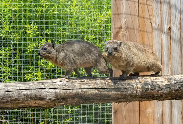 Пара даманов - Горный кролик - Procavia capensis гуляет по бревну — стоковое фото