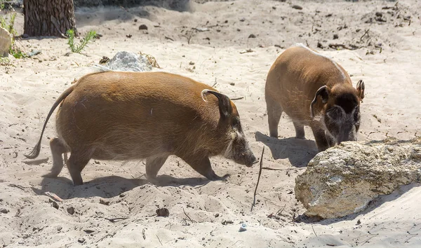 Deux potamochoerus porcus Le porc rouge de rivière, également connu sous le nom de porc de brousse — Photo