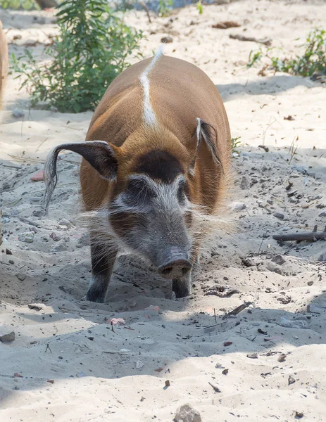 Potamochoerus porcus Красная речная свинья, также известная как кустарниковая свинья — стоковое фото