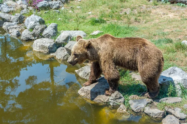 Бурый медведь стоит на скалистом берегу — стоковое фото