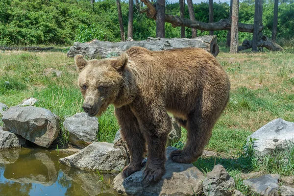 Бурый медведь стоит на камне у воды — стоковое фото