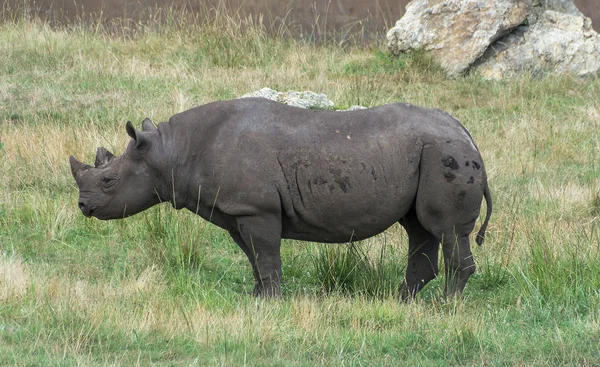 Neushoorn op groen gras — Stockfoto