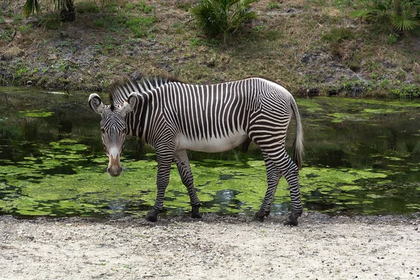 Tek zebra Equus quagga ziyarette200
