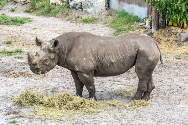 Noshörningen äter hö i djurparken — Stockfoto
