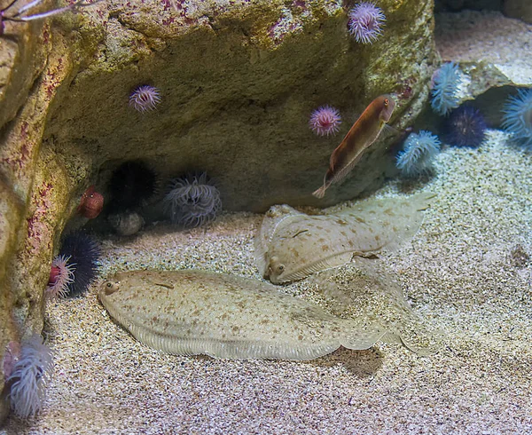 Três peixes de sola plana Linguado Comum Solea solea enterrando na areia no fundo do mar . — Fotografia de Stock