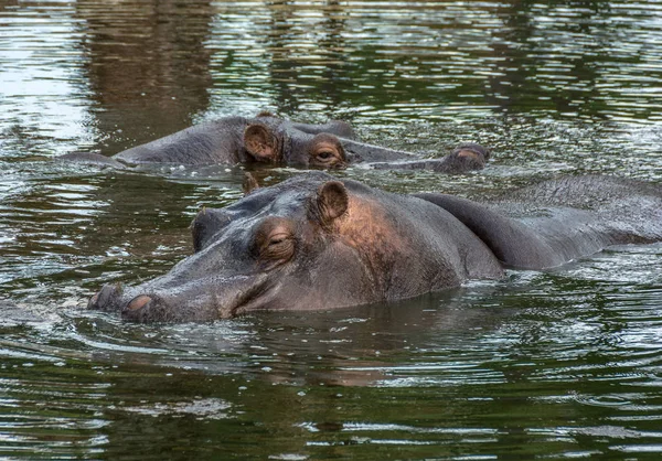 Два бегемота, Бегемот amphibius у воді — стокове фото