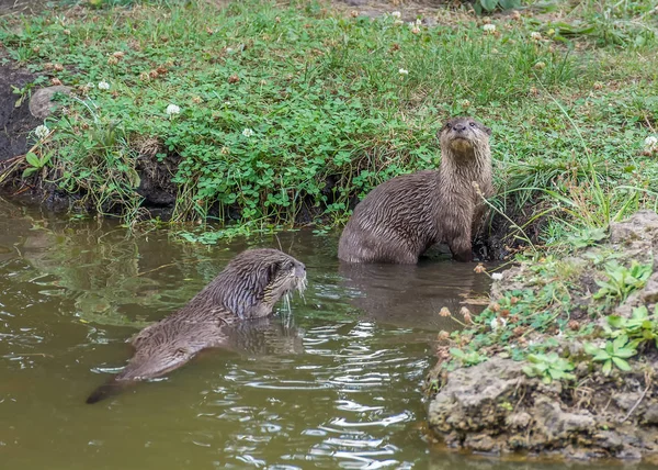 Aonyx veya Ambionyx cinereus Small-Clawed Otter havuzda birkaç — Stok fotoğraf