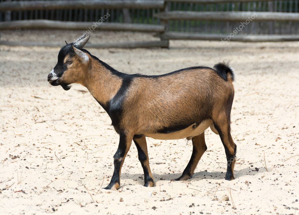 Brown cameroon dwarf goat standing on the sand