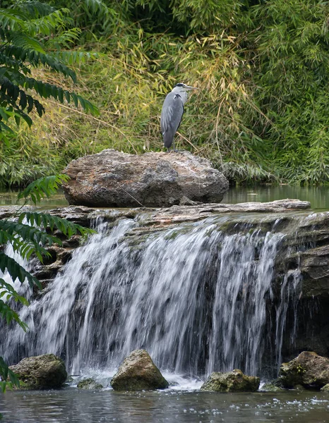 Gri balıkçıl ardea cinerea ayakta bir şelale üstündeki büyük bir kaya üzerinde