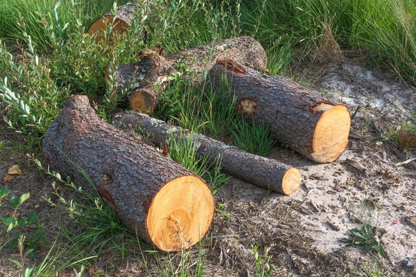 Çimenlerin üzerinde üç Boyutlanmış günlükleri