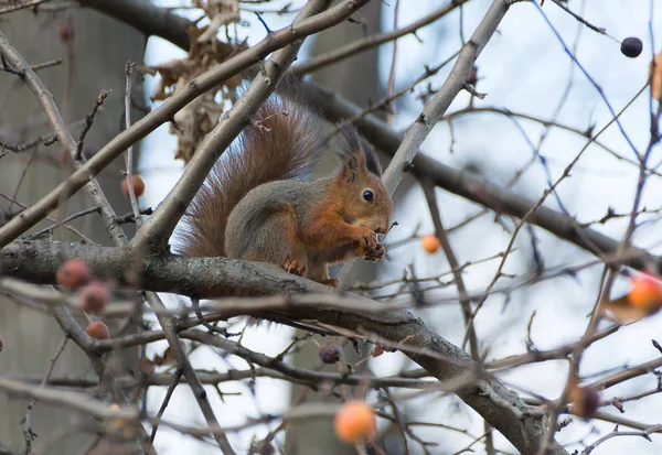 Kırmızı meyveleri yemekten dalda sevimli sincap Sciurus vulgaris