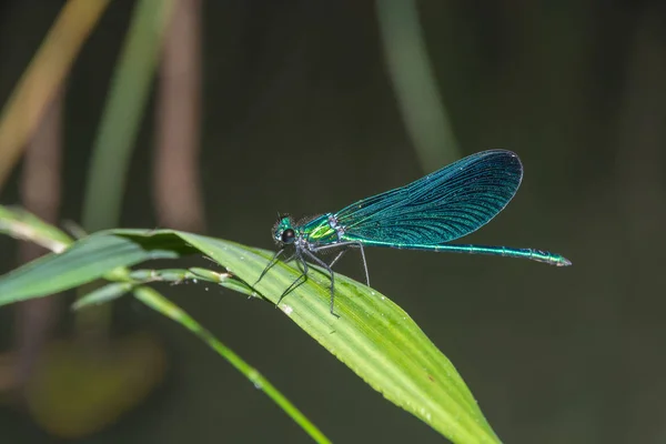 Blaue Libelle calopteryx virgo sitzt auf einem Gras — Stockfoto