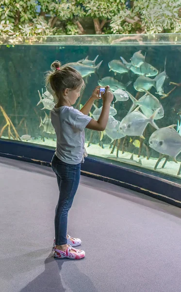 Küçük kız akvaryumda görünüyor ve büyük balık çekiyor