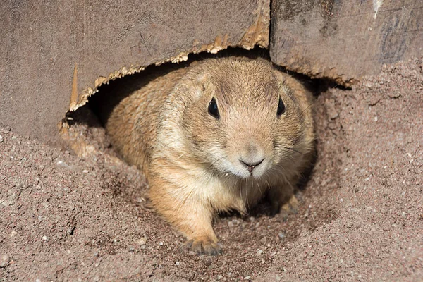 Prairie dog Cynomys ludovicianus looks out of his own burrow — Stock Photo, Image