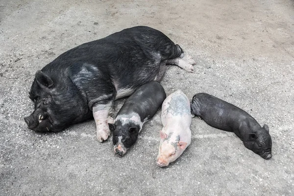 Чёрная вьетнамская пузатая свинья Sus scrofa domesticus и три маленьких поросенка — стоковое фото