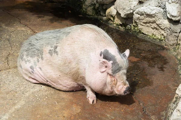 Розовая вьетнамская пузатая свинья Sus scrofa domesticus — стоковое фото